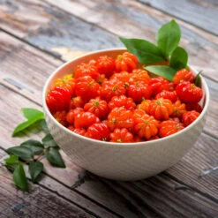 Star Cherry Tree (Pitanga) -Lanscapes Store Star Cherry 3 FGT