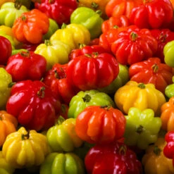 Star Cherry Tree (Pitanga) -Lanscapes Store Star Cherry 7 FGT