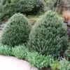 Steeds Japanese Holly Shrub -Lanscapes Store Steeds Holly 600x600 ac540290 c749 40ff 96ae 72fc4fa7e49b