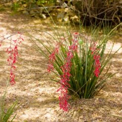 Dwarf Red Yucca Stoplights -Lanscapes Store Stoplights Dwarf Hesperaloe 3