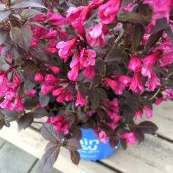 Stunner® Weigela -Lanscapes Store Stunner weigela 1