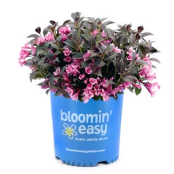 Stunner® Weigela -Lanscapes Store Stunner weigela 3