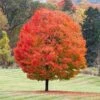 Sugar Maple Tree -Lanscapes Store Sugar Maple FGT 600x600 6ad4956a ec6e 4ab2 a66a 1a1245471195