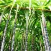 Sugar Cane -Lanscapes Store Sugar Cane FGT 600x600 d746ee37 7897 40e2 b285 c96169617267