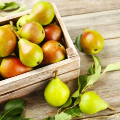 Summercrisp Pear Tree 8 Summercrisp Pear Tree -Lanscapes Store Summercrisp Pear 3 FGT