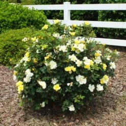 Sunny Knock Out® Rose 13 Sunny Knock Out® Rose -Lanscapes Store Sunny knockout rose Shrub 1 FGT