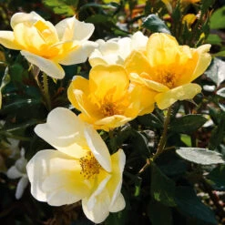 Sunny Knock Out® Rose 10 Sunny Knock Out® Rose -Lanscapes Store Sunny knockout rose Shrub 3 FGT