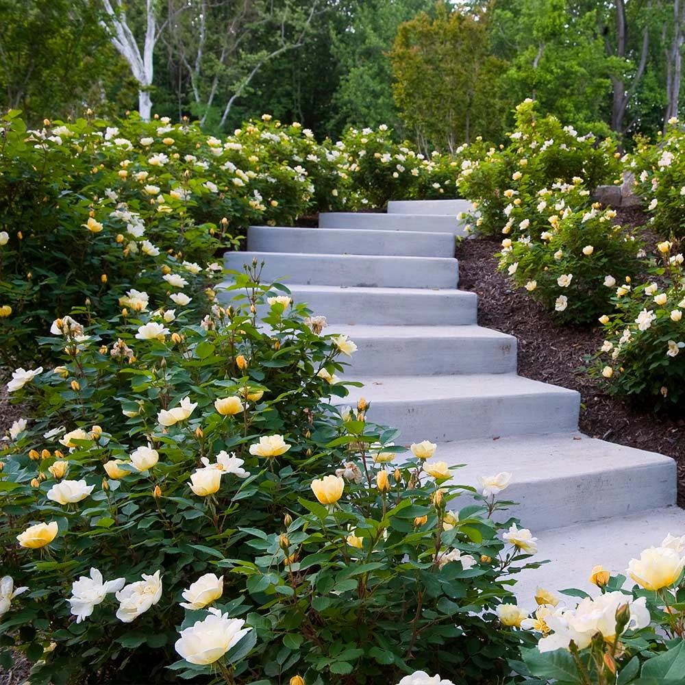 Sunny Knock Out® Rose 6 Sunny Knock Out® Rose - Image 4