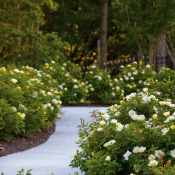 Sunny Knock Out® Rose 12 Sunny Knock Out® Rose -Lanscapes Store Sunny knockout rose Shrub 8 FGT