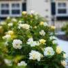 Sunny Knock Out® Rose -Lanscapes Store Sunny knockout rose Shrub FGT 600x600 72c70240 c500 4323 8aab 19d4bef391ee