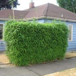 Sunset Glow Bamboo -Lanscapes Store Sunset Glow Bamboo 2 450w