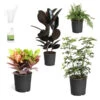Sunset Hues House Plant Kit -Lanscapes Store Sunset Hues 600x600 09c4e47d f0fa 4e6c 8fd4 ef6a6b279a0c