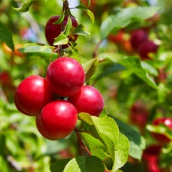 Superior Plum Tree -Lanscapes Store Superior Plum 2