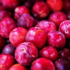 Superior Plum Tree -Lanscapes Store Superior Plum 3