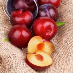 Superior Plum Tree -Lanscapes Store Superior Plum 4