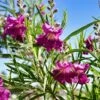 Sweet Bubba Seedless Desert Willow -Lanscapes Store Sweet Bubba Jone Desert Willow 600x600 b2ee98ad 23d7 42c3 8aa7 c185cae48d1f