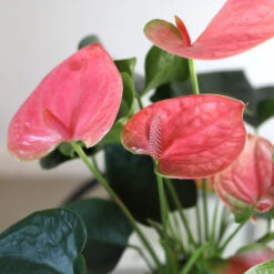 Pink Anthurium 10 Pink Anthurium -Lanscapes Store Sweet Dream Pink Anthurium 1