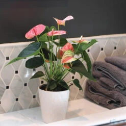 Pink Anthurium 11 Pink Anthurium -Lanscapes Store Sweet Dream Pink Anthurium 2