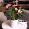 Pink Anthurium -Lanscapes Store Sweet Dream Pink Anthurium 600x600 1