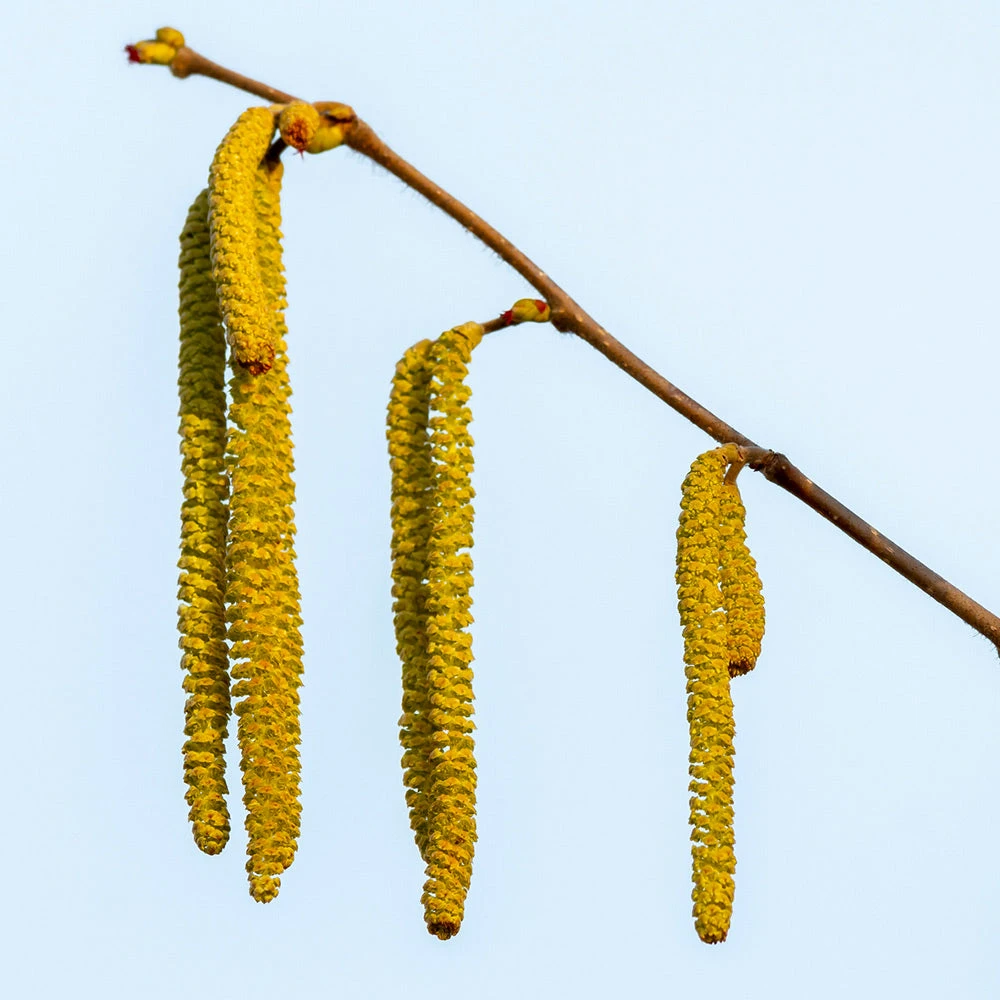 Theta Filbert Hazelnut 7 Theta Filbert Hazelnut - Image 5