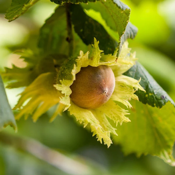 Theta Filbert Hazelnut 3 Theta Filbert Hazelnut