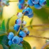 Toro Blueberry Bush - USDA Organic -Lanscapes Store TOro Blueberry FGT 600x600 e4f3fb9a 3ef4 4fa5 a0e6 10c35afd23a2