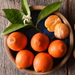 Tangelo Tree -Lanscapes Store Tangelo 1 FGT