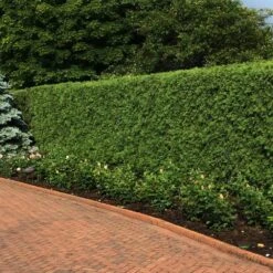 'Techny' Cold Hardy Thuja Tree -Lanscapes Store Techny Thuja 2
