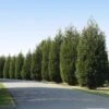 'Techny' Cold Hardy Thuja Tree -Lanscapes Store Techny Thuja 600x600 1cd3e632 9e45 4859 8915 61aad741ad2b