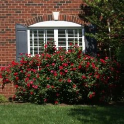 The Grand Champion™ Rose -Lanscapes Store The Grand Champion Rose 1