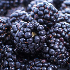 Thornless Blackberry -Lanscapes Store Thornless Blackberry 1