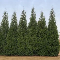 Junior Giant Thuja Tree -Lanscapes Store Thuja Junior Giant BB 2