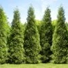 Junior Giant Thuja Tree 1 Junior Giant Thuja Tree -Lanscapes Store Thuja Junior Giant FGT