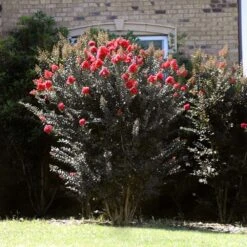 Thunderstruck™ Coral Boom™ Crape Myrtle Tree -Lanscapes Store Thunderstruck Coral Bloom 2