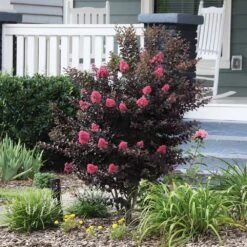 Thunderstruck™ Coral Boom™ Crape Myrtle Tree -Lanscapes Store Thunderstruck Coral Bloom 6