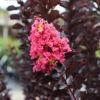 Thunderstruck™ Coral Boom™ Crape Myrtle Tree -Lanscapes Store Thunderstruck Coral Bloom FGT 600x600 78393993 bc09 480e a4f5 ada4b665bac2