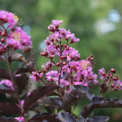 Thunderstruck™ Lavender Blast™ Crape Myrtle Tree -Lanscapes Store Thunderstruck Lavender Blast 1 FGT