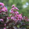 Thunderstruck™ Lavender Blast™ Crape Myrtle Tree 2 Thunderstruck™ Lavender Blast™ Crape Myrtle Tree -Lanscapes Store Thunderstruck Lavender Blast 600x600 81d57003 73b0 45d7 97c0 81ead196b77d