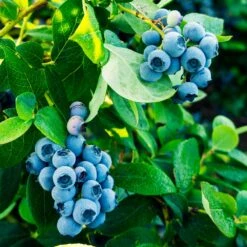 Tifblue Blueberry Bush -Lanscapes Store TifBlue Blueberry 1