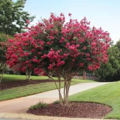 Tonto Crape Myrtle Tree 10 Tonto Crape Myrtle Tree -Lanscapes Store Tonto Crape Myrtle 2
