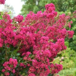 Tonto Crape Myrtle Tree 11 Tonto Crape Myrtle Tree -Lanscapes Store Tonto Crape Myrtle 5 FGT
