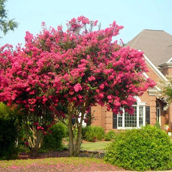 Tonto Crape Myrtle Tree 3 Tonto Crape Myrtle Tree