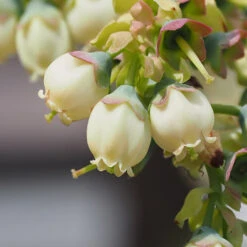 Top Hat Blueberry Bush -Lanscapes Store TopHat BLueberry 3