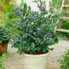 Top Hat Blueberry Bush 1 Top Hat Blueberry Bush -Lanscapes Store Tophat BLueberry FGT 600x600 a5719f76 8f23 4e54 96ff 2e9680dd339f