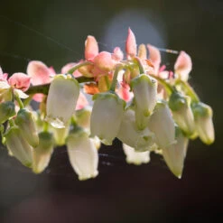 Toro Blueberry Bush - USDA Organic -Lanscapes Store Toro Blueberry 3 1cbc3ceb 6262 43bb 917a 490851827d67
