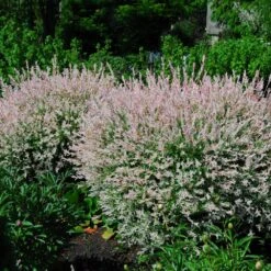 Tri-Color Dappled Willow -Lanscapes Store Tri Color Willow Shrub 2