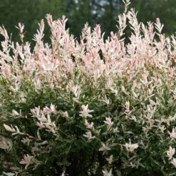 Tri-Color Willow Tree 9 Tri-Color Willow Tree -Lanscapes Store Tri color Willow 1 FGT 7d486ca6 2975 4fd2 8639 4e87e9aac05c