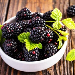Triple Crown Blackberry Plant - USDA Organic -Lanscapes Store Triple Crown Blackberry 2 f4c1707d 0278 4583 832b 171127df1ba2