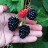 Triple Crown Blackberry Plant - USDA Organic -Lanscapes Store Triple Crown Blackberry 600x600 4738c29c 5a3b 48de 9f14 21b727d2b5a2