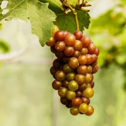 Triumph Muscadine Grapes -Lanscapes Store Triumph Muscadine 1